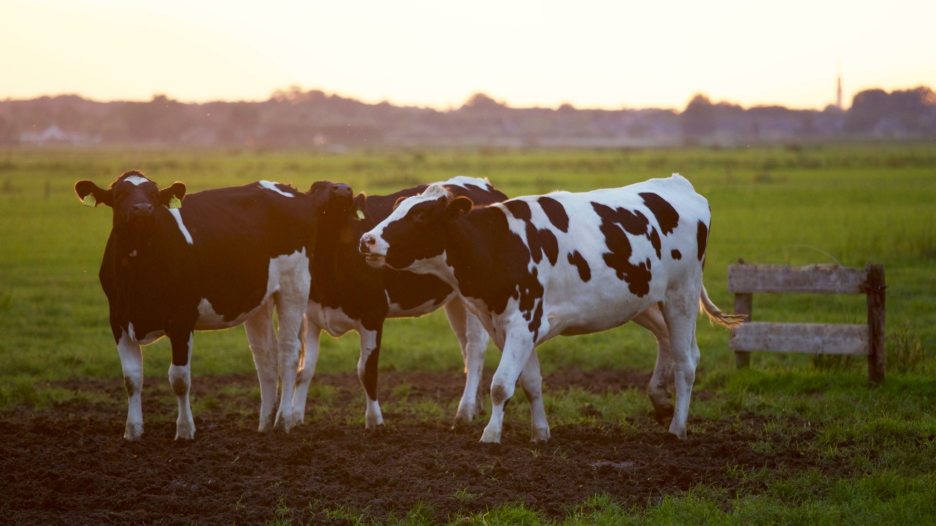 Livestock transported safely by Atlas Prime Shipping
